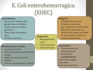 E. Coli enterohemorragica.
(EHEC)
Diagnostico
• Rectosigmoidos
copía
• Enema baritado
• Inmunoensayos.
Generalidades.
• Reservorio intestino del
ganado vacuno (Ovejas,
cerdos, perros, pollos y
gaviotas.)
• Transmisión alimentos y
agua
• Persona a persona.
Patogenia.
• Colonización de colon
• Produce verotoxinas
que inactivan a la subunidad
60S de los ribosomas por
medio de la ruptura del ARNr
de esta manera inhiben la
síntesis de proteínas.
Manifestaciones clínicas.
• Incubación 4 días.
• Diarrea acuosa inicialmente sin
sangre.
• Fiebre de corta duración.
• Vomito.
• Diarrea sanguinolenta y cólicos
Tratamiento:
• Trimetoprima con
Sulfametoxazol
• Fosfomicina.
Complicaciones
Colitis hemorrágica
Colecistitis
Perforación colónica
 