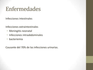 Enfermedades
Infecciones intestinales
Infecciones extraintestinales
• Meningitis neonatal
• Infecciones intraabdominales
• bacteriemia
Causante del 70% de las infecciones urinarias.
 