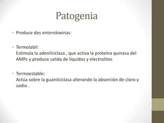 Patogenia
• Produce dos enterotoxinas:
• Termolabil:
Estimula la adenilciclasa , que activa la proteína quinasa del
AMPc y produce salida de líquidos y electrolitos
• Termoestable:
Actúa sobre la guanilciclasa alterando la absorción de cloro y
sodio .
 