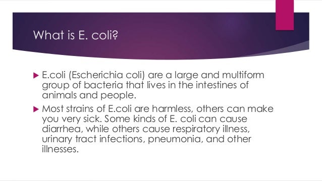 Escherichia Coli Escherichia Coli