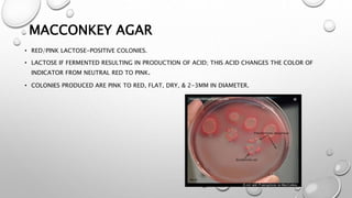 MACCONKEY AGAR
• RED/PINK LACTOSE-POSITIVE COLONIES.
• LACTOSE IF FERMENTED RESULTING IN PRODUCTION OF ACID; THIS ACID CHANGES THE COLOR OF
INDICATOR FROM NEUTRAL RED TO PINK.
• COLONIES PRODUCED ARE PINK TO RED, FLAT, DRY, & 2-3MM IN DIAMETER.
 