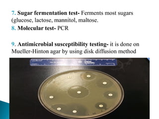 7. Sugar fermentation test- Ferments most sugars
(glucose, lactose, mannitol, maltose.
8. Molecular test- PCR
9. Antimicrobial susceptibility testing- it is done on
Mueller-Hinton agar by using disk diffusion method
 