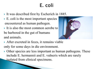  It was described first by Escherich in 1885.
 E. coli is the most important species
encountered as human pathogen.
 It is also the most common aerobe to
be harbored in the gut of humans
and animals.
 After excreted in feces, it remains viable
only for some days in die environment.
 Other species are less important as human pathogens. These
include E. hermannii and E. vulneris which are rarely
isolated from clinical specimens.
 