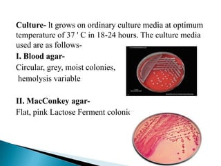 Culture- lt grows on ordinary culture media at optimum
temperature of 37 ' C in 18-24 hours. The culture media
used are as follows-
I. Blood agar-
Circular, grey, moist colonies,
hemolysis variable
II. MacConkey agar-
Flat, pink Lactose Ferment colonies
 
