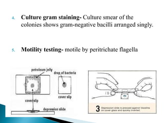 4. Culture gram staining- Culture smear of the
colonies shows gram-negative bacilli arranged singly.
5. Motility testing- motile by peritrichate flagella
 