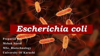 Escherichia coli
Prepared By:
Mehak Saeed
MSc. Biotechnology
University Of Karachi
 