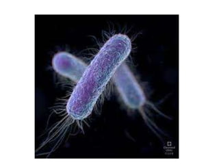 Escherichia coli.pptx