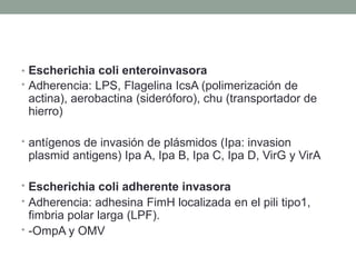 • Escherichia coli enteroinvasora
• Adherencia: LPS, Flagelina IcsA (polimerización de
actina), aerobactina (sideróforo), chu (transportador de
hierro)
• antígenos de invasión de plásmidos (Ipa: invasion
plasmid antigens) Ipa A, Ipa B, Ipa C, Ipa D, VirG y VirA
• Escherichia coli adherente invasora
• Adherencia: adhesina FimH localizada en el pili tipo1,
fimbria polar larga (LPF).
• -OmpA y OMV
 