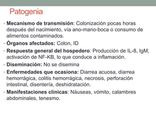 Patogenia
• Mecanismo de transmisión: Colonización pocas horas
después del nacimiento, vía ano-mano-boca o consumo de
alimentos contaminados.
• Órganos afectados: Colon, ID
• Respuesta general del hospedero: Producción de IL-8, IgM,
activación de NF-KB, lo que conduce a inflamación.
• Diseminación: No se disemina
• Enfermedades que ocasiona: Diarrea acuosa, diarrea
hemorrágica, colitis hemorrágica, necrosis, perforación
intestinal, disentería, deshidratación.
• Manifestaciones clínicas: Náuseas, vómito, calambres
abdominales, tenesmo.
 