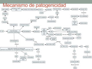 Mecanismo de patogenicidad
 