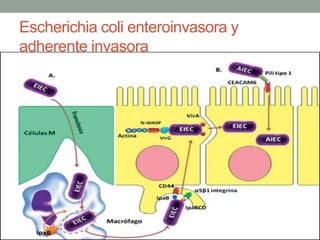 Escherichia coli enteroinvasora y
adherente invasora
 