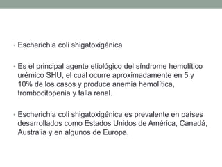 • Escherichia coli shigatoxigénica
• Es el principal agente etiológico del síndrome hemolítico
urémico SHU, el cual ocurre aproximadamente en 5 y
10% de los casos y produce anemia hemolítica,
trombocitopenia y falla renal.
• Escherichia coli shigatoxigénica es prevalente en países
desarrollados como Estados Unidos de América, Canadá,
Australia y en algunos de Europa.
 