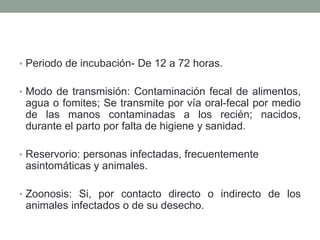 • Periodo de incubación- De 12 a 72 horas.
• Modo de transmisión: Contaminación fecal de alimentos,
agua o fomites; Se transmite por vía oral-fecal por medio
de las manos contaminadas a los recién; nacidos,
durante el parto por falta de higiene y sanidad.
• Reservorio: personas infectadas, frecuentemente
asintomáticas y animales.
• Zoonosis: Si, por contacto directo o indirecto de los
animales infectados o de su desecho.
 
