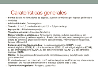 Caraterísticas generales
• Forma: bacilo, no formadores de esporas, pueden ser móviles por flagelos peritricos o
• inmóviles
• Afinidad tintorial: Gramnegativas.
• Tamaño: 1,1 – 1,5 µm de diámetro por 2,0 – 6,0 µm de largo
• Agrupación: Aisladas o en parejas
• Tipo de respiración: Anaerobio facultativo
• Requerimientos nutricionales: fermentan la glucosa, reducen los nitratos y son
catalasa-positivos y oxidasa-negativos. Producción de indol, reacción negativa para el
citrato de Simmons, producción de lisina descarboxilasa, y fermentación de glucosa,
lactosa y D-manitol.
• Especies de importancia médica: E. coli enteropatógena (ECEP), E. coli
enterotoxigénica (ECET), E. coli enteroinvasora (ECEI), E. coli shigatoxigénica (ECST),
E. coli enteroagregativa (ECEA), E. coli adherente difusa (ECAD) y E coli adherente
invasora (ECAI).
• Hábitat: Es la especie predominante de la microbiota aerobia y facultativa del tracto
gastro-intestinal.
• El intestino humano es colonizado por E. coli en las primeras 40 horas tras el nacimiento,
establece una relación simbiótica con el individuo durante toda la vida.
• Tipo de microorganismo: Patógeno oportunista.
 