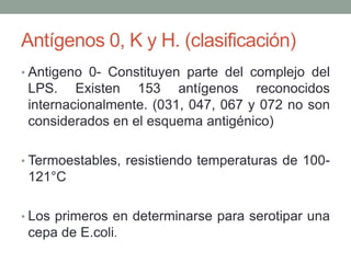 Antígenos 0, K y H. (clasificación)
• Antigeno 0- Constituyen parte del complejo del
LPS. Existen 153 antígenos reconocidos
internacionalmente. (031, 047, 067 y 072 no son
considerados en el esquema antigénico)
• Termoestables, resistiendo temperaturas de 100-
121°C
• Los primeros en determinarse para serotipar una
cepa de E.coli.
 