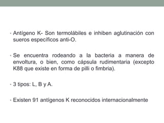 • Antígeno K- Son termolábiles e inhiben aglutinación con
sueros específicos anti-O.
• Se encuentra rodeando a la bacteria a manera de
envoltura, o bien, como cápsula rudimentaria (excepto
K88 que existe en forma de pilli o fimbria).
• 3 tipos: L, B y A.
• Existen 91 antígenos K reconocidos internacionalmente
 