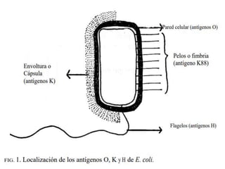 • Antígeno H- 51 grupos de antígenos H o flagelares (H1 a
H53)
• Termolábiles y no todas las cepas de E. coli los poseen.
• “Serotipo”- los 3 grupos de antígenos presentes en una
cepa.
• “Serogrupo”- cuando no se expresan los antígenos K o H.
 