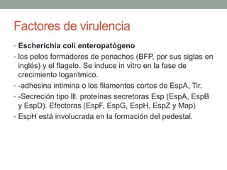 Factores de virulencia
• Escherichia coli enteropatógeno
• los pelos formadores de penachos (BFP, por sus siglas en
inglés) y el flagelo. Se induce in vitro en la fase de
crecimiento logarítmico.
• -adhesina intimina o los filamentos cortos de EspA, Tir.
• -Secreción tipo lll. proteínas secretoras Esp (EspA, EspB
y EspD). Efectoras (EspF, EspG, EspH, EspZ y Map)
• EspH está involucrada en la formación del pedestal.
 