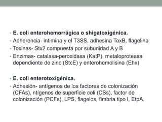 • E. coli enterohemorrágica o shigatoxigénica.
• Adherencia- intimina y el T3SS, adhesina ToxB, flagelina
• Toxinas- Stx2 compuesta por subunidad A y B
• Enzimas- catalasa-peroxidasa (KatP), metaloproteasa
dependiente de zinc (StcE) y enterohemolisina (Ehx)
• E. coli enterotoxigénica.
• Adhesión- antígenos de los factores de colonización
(CFAs), ntígenos de superficie coli (CSs), factor de
colonización (PCFs), LPS, flagelos, fimbria tipo l, EtpA.
 