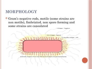 Motile Rods Escherichia_Coli.Enteribacteriac microbiology | PPTX