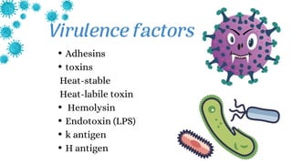 Virulence factors
Adhesins
toxins
Heat-stable
Heat-labile toxin
Hemolysin
Endotoxin (LPS)
k antigen
H antigen
 