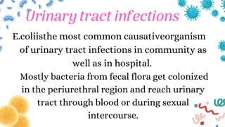 Urinary tract infections
E.coliisthe most common causativeorganism
of urinary tract infections in community as
well as in hospital.
Mostly bacteria from fecal flora get colonized
in the periurethral region and reach urinary
tract through blood or during sexual
intercourse.
 