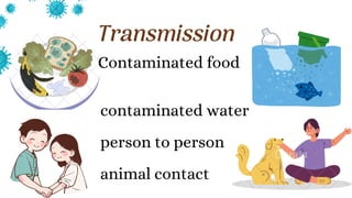 Transmission
Contaminated food
contaminated water
person to person
animal contact
 