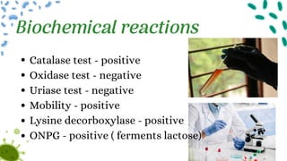 Catalase test - positive
Oxidase test - negative
Uriase test - negative
Mobility - positive
Lysine decorboxylase - positive
ONPG - positive ( ferments lactose)
Biochemical reactions
 
