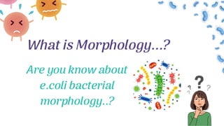What is Morphology...?
Are you know about
e.coli bacterial
morphology..?
 