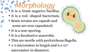 It is a Gram negative bacillus.
It is a rod- shaped bacterium.
Some strains are capsule and
some are non-capsulated.
It is a non-sporing.
It is a facultative anaerobic.
This are motile with peritrichous flagella.
1-3 micromiter in length and 0.4-0.7
micromiter in diameter.
Morphology
 