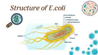 Structure of E.coli
 