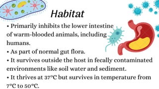 • Primarily inhibits the lower intestine
of warm-blooded animals, including
humans.
• As part of normal gut flora.
• It survives outside the host in fecally contaminated
environments like soil water and sediment.
• It thrives at 37°C but survives in temperature from
7°C to 50°C.
Habitat
 