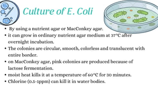 By using a nutrient agar or MacConkey agar.
it can grow in ordinary nutrient agar medium at 37°C after
overnight incubation.
The colonies are circular, smooth, colorless and translucent with
entire border.
on MacConkey agar, pink colonies are produced because of
lactose fermentation.
moist heat kills it at a temperature of 60°C for 30 minutes.
Chlorine (0.5-1ppm) can kill it in water bodies.
Culture of E. Coli
 