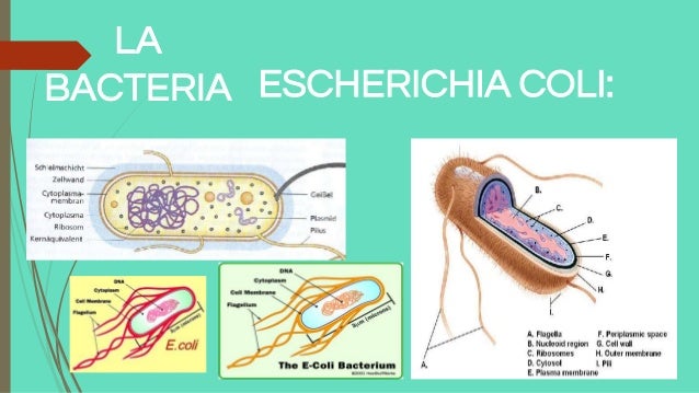 Escherichia Coli