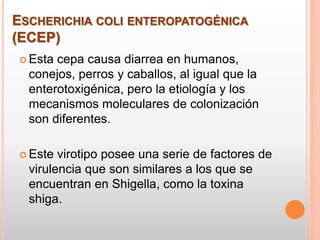 ESCHERICHIA COLI ENTEROPATOGÉNICA
(ECEP)
 Esta cepa causa diarrea en humanos,
conejos, perros y caballos, al igual que la
enterotoxigénica, pero la etiología y los
mecanismos moleculares de colonización
son diferentes.
 Este virotipo posee una serie de factores de
virulencia que son similares a los que se
encuentran en Shigella, como la toxina
shiga.
 