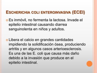 ESCHERICHIA COLI ENTEROINVASIVA (ECEI)
 Es inmóvil, no fermenta la lactosa. Invade el
epitelio intestinal causando diarrea
sanguinolenta en niños y adultos.
 Libera el calcio en grandes cantidades
impidiendo la solidificación ósea, produciendo
artritis y en algunos casos arterioesclerosis.
Es una de las E. coli que causa más daño
debido a la invasión que produce en el
epitelio intestinal.
 