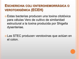 ESCHERICHIA COLI ENTEROHEMORRÁGICA O
VEROTOXIGÉNICA (ECEH)
 Estas bacterias producen una toxina citotóxica
para células Vero de cultivo de similaridad
estructural a la toxina producida por Shigella
dysenteriae.
 Las STEC producen verotoxinas que actúan en
el colon.
 
