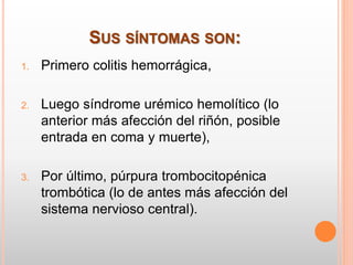 SUS SÍNTOMAS SON:
1. Primero colitis hemorrágica,
2. Luego síndrome urémico hemolítico (lo
anterior más afección del riñón, posible
entrada en coma y muerte),
3. Por último, púrpura trombocitopénica
trombótica (lo de antes más afección del
sistema nervioso central).
 