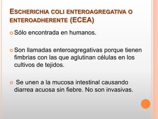 ESCHERICHIA COLI ENTEROAGREGATIVA O
ENTEROADHERENTE (ECEA)
 Sólo encontrada en humanos.
 Son llamadas enteroagregativas porque tienen
fimbrias con las que aglutinan células en los
cultivos de tejidos.
 Se unen a la mucosa intestinal causando
diarrea acuosa sin fiebre. No son invasivas.
 