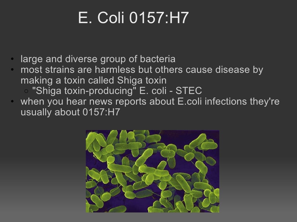 Escherichia Coli 0157 H7