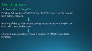 Mechanism
• Enterotoxins of EAgg EC-
Produce ST like toxin ‘EAST’ similar to ETEC which forms pores in
host cell membrane.
Binding of this to HEP-2 cells causes increase calcium level in the
host cell, through the pore.
Changes in calcium levels have a number of effects on cellular
function.
 