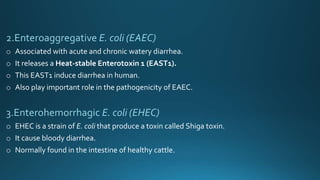 2.Enteroaggregative E. coli (EAEC)
o Associated with acute and chronic watery diarrhea.
o It releases a Heat-stable Enterotoxin 1 (EAST1).
o This EAST1 induce diarrhea in human.
o Also play important role in the pathogenicity of EAEC.
3.Enterohemorrhagic E. coli (EHEC)
o EHEC is a strain of E. coli that produce a toxin called Shiga toxin.
o It cause bloody diarrhea.
o Normally found in the intestine of healthy cattle.
 