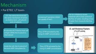 Mechanism
• For ETEC LT toxin-
LT1 has same structure and
the same mechanism of action
as cholera toxin. 5 B subunit
and 1 A subunit.
B subunits of LT bind to host cell
antigen GM & the A subunit is
internalized
Inside the cell, the A subunit of
the toxin ADP-ribosylates Gs.
Thus, CFTR activated by the
rising of cAMP concentration.
Thus, CFTR activated by the
rising of cAMP concentration.
Increasing Cl secretion inhibit
the uptake of NaCl.
The ion imbalance causes
intestinal cells to lose control of
the flow of water, resulting in loss
of water from tissues & diarrhea
occur.
 