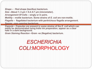 Escherichia coli (e.c oli) | PPTX
