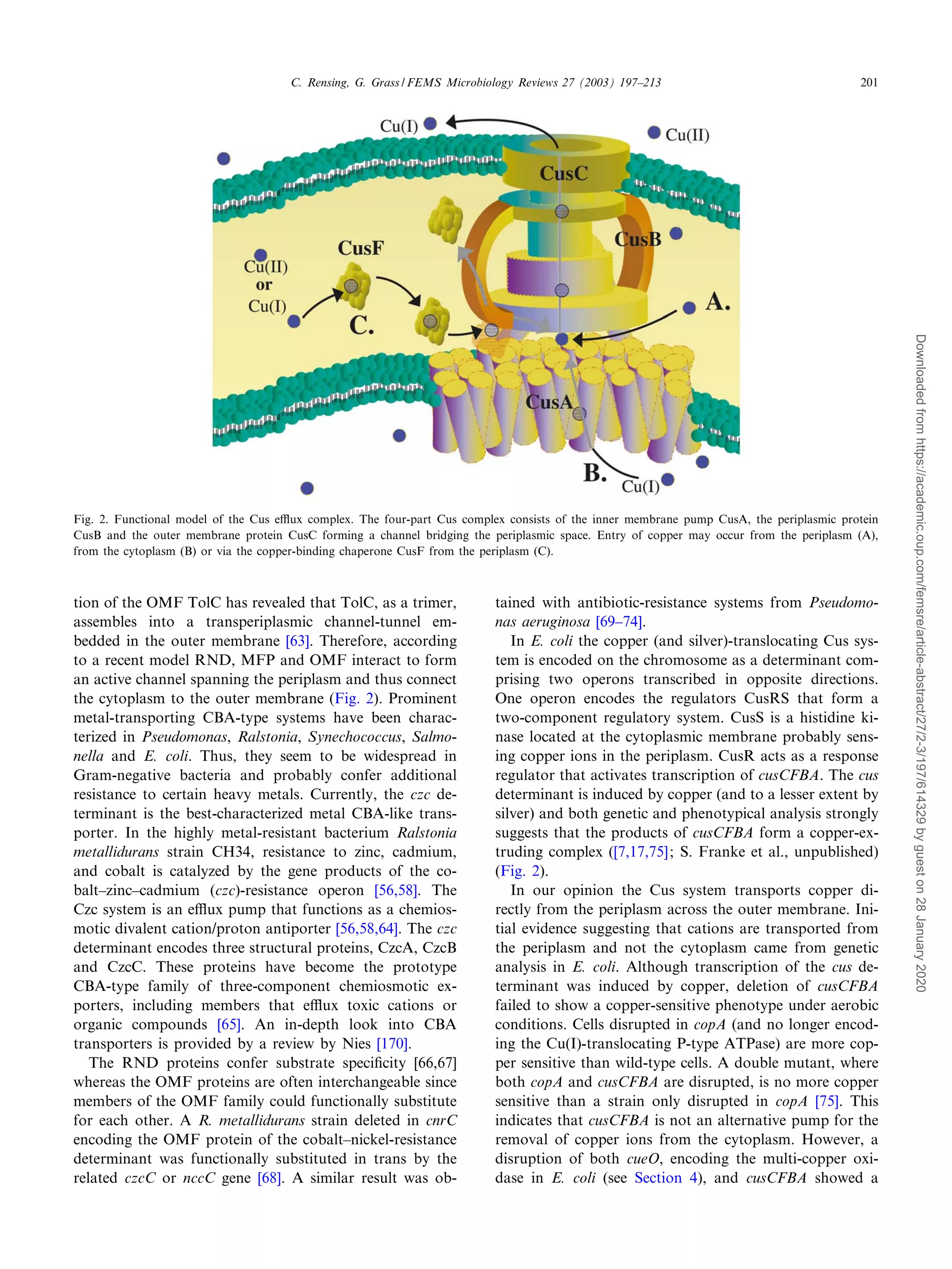 Escherichia coli mechanisms of copper homeostasis in a changing ...