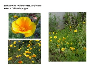 Eschscholzia californica ssp. californica
Coastal California poppy

 