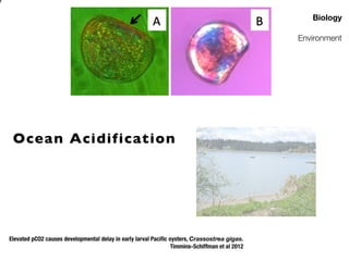 e
Biology
Environment

Ocean Acidification

Elevated pCO2 causes developmental delay in early larval Paciﬁc oysters, Crassostrea gigas.
Timmins-Schiffman et al 2012

 