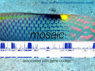 Photo credit: Flickr, Creative Commons, dkeats

mosaic
associated with gene bodies

 