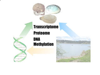 e

Transcriptome
Proteome
DNA
Methylation

 