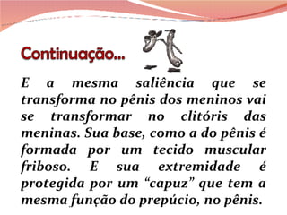 E a mesma saliência que se transforma no pênis dos meninos vai se transformar no clitóris das meninas. Sua base, como a do pênis é formada por um tecido muscular friboso. E sua extremidade é protegida por um “capuz” que tem a mesma função do prepúcio, no pênis.  